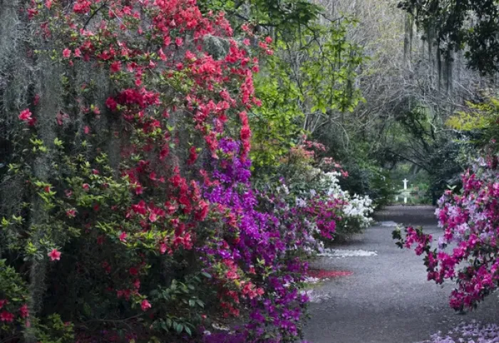 Framed Print : USA, South Carolina. Blooming azaleas and moss in Magnolia Gardens. Credit as: Nancy