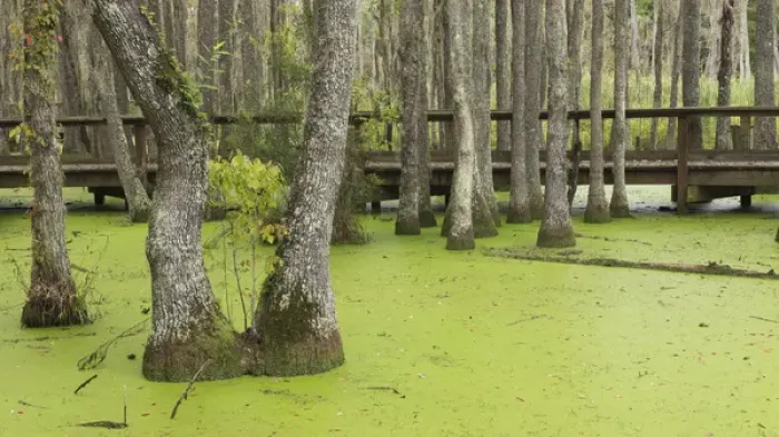 Framed Print : USA, South Carolina, Charleston, Magnolia Plantation. Tupelo trees and boardwalk in swamp
