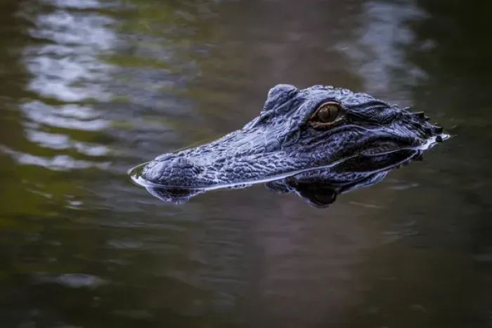 Framed Print : USA, South Carolina, Charleston, Magnolia Plantation. Alligator head on pond surface Framed Print : USA, South Carolina, Charleston, Magnolia Plantation. Alligator head on pond surface