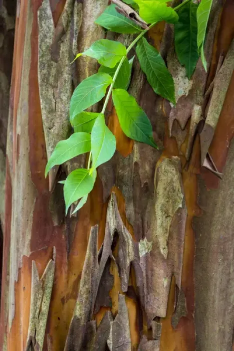Framed Print : USA, South Carolina, Charleston, Magnolia Plantation. Close-up of crape myrtle bark Framed Print : USA, South Carolina, Charleston, Magnolia Plantation. Close-up of crape myrtle bark