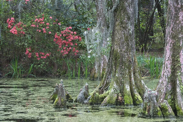 USA, South Carolina, Charleston. Trees and pond on Magnolia Plantation. Credit as