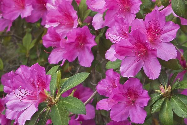 USA, South Carolina, Charleston. Flowers in Magnolia Plantation