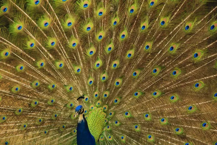 Framed Print : USA, South Carolina, Charleston. Peacock displaying spring tail feathers