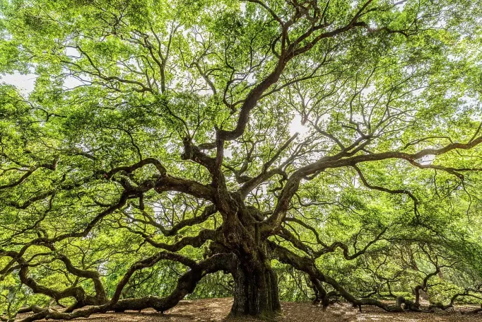Framed Print : USA, South Carolina, Charleston. Scenic with the Angel Oak Tree. ©Jim Zuckerman / Jaynes Gallery / DanitaDelimont.com Framed Print : USA, South Carolina, Charleston. Scenic with the Angel Oak Tree. ©Jim Zuckerman / Jaynes Gallery / DanitaDelimont.com
