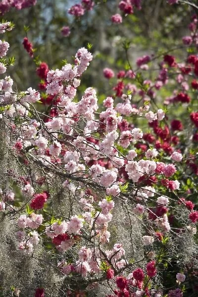 USA, South Carolina, Charleston. Pink double flowering cherry tree blossoms
