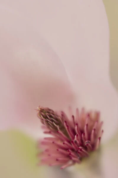 USA, South Carolina, Charleston. Magnolia flower detail