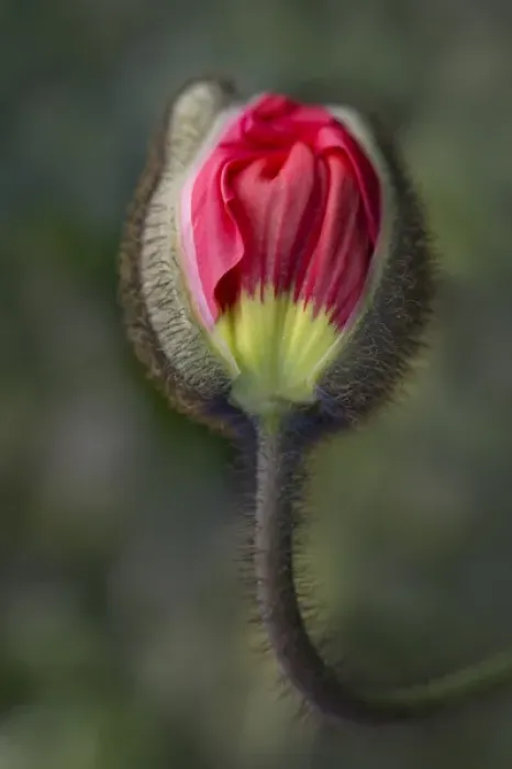Framed Print : USA, South Carolina, Charleston. Opening poppy bud Framed Print : USA, South Carolina, Charleston. Opening poppy bud