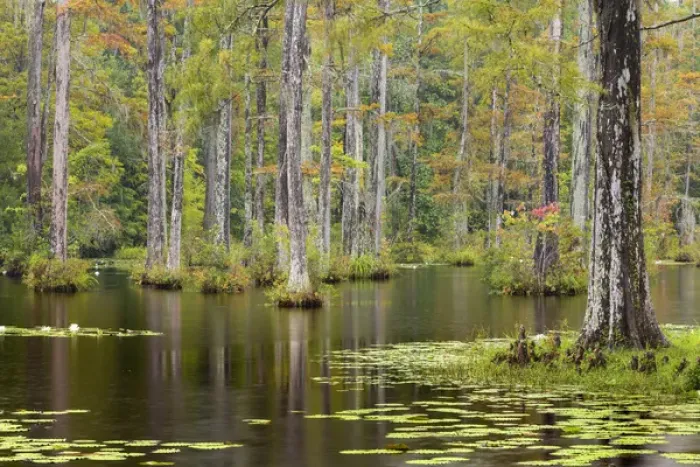 Framed Print : USA, South Carolina, Cypress Gardens. Lily pads in cypress swamp Framed Print : USA, South Carolina, Cypress Gardens. Lily pads in cypress swamp