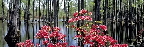 USA, South Carolina, Cypress Gardens. Azaleas and bald cypress trees decorate the