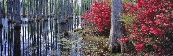 USA, South Carolina, Cypress Gardens. Red azaleas and pond lilies bloom in the spring