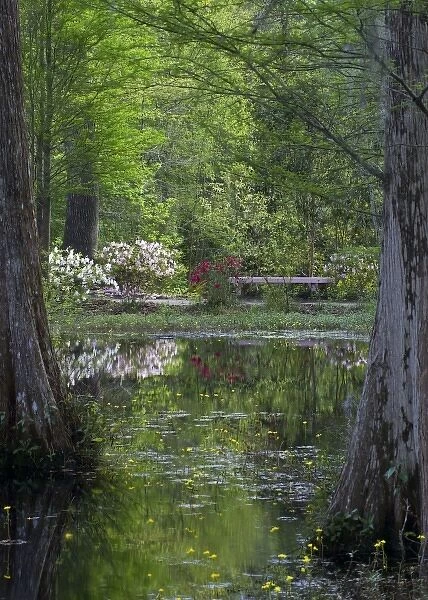 USA, South Carolina, Cypress Gardens. Azaleas and trees reflect in swamp water