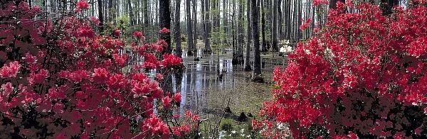 USA, South Carolina, Cypress Gardens. Colorful red azaleas frame a pond filled with