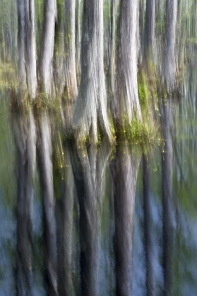 USA, South Carolina, Cypress Gardens. Abstract of cypress trees reflecting in lake
