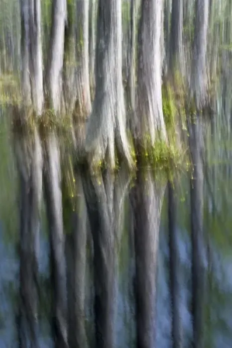 Framed Print : USA, South Carolina, Cypress Gardens. Abstract of cypress trees reflecting in lake Framed Print : USA, South Carolina, Cypress Gardens. Abstract of cypress trees reflecting in lake