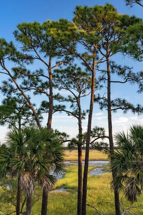 Framed Print : USA, South Carolina. Kiawah Island, early morning