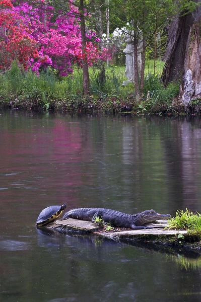 USA, South Carolina, Magnolia Gardens. An alligator and turtle sun themselves. Credit as