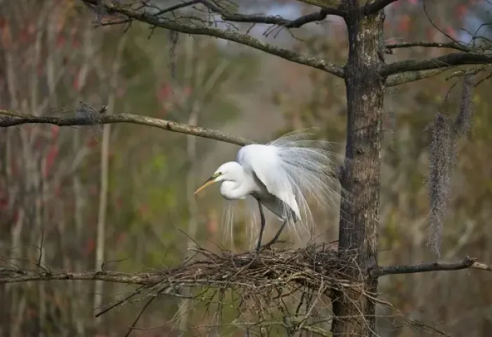Framed Print : USA, South Carolina, Magnolia Gardens, Audubon Swamp. Great egret in breeding plumage Framed Print : USA, South Carolina, Magnolia Gardens, Audubon Swamp. Great egret in breeding plumage