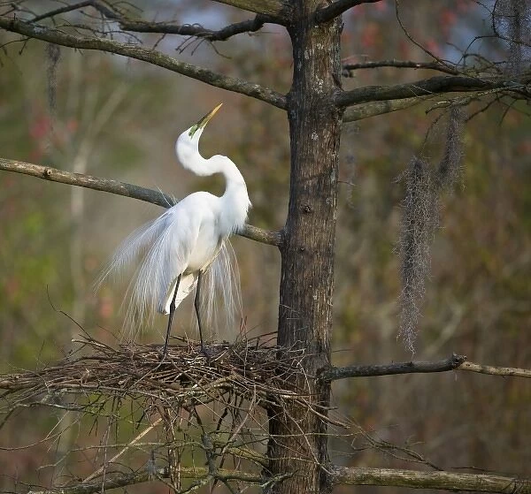 USA, South Carolina, Magnolia Gardens, Audubon Swamp. Great egret in breeding plumage