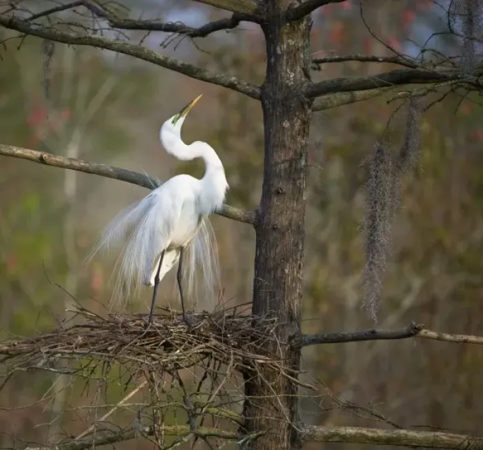 Framed Print : USA, South Carolina, Magnolia Gardens, Audubon Swamp. Great egret in breeding plumage