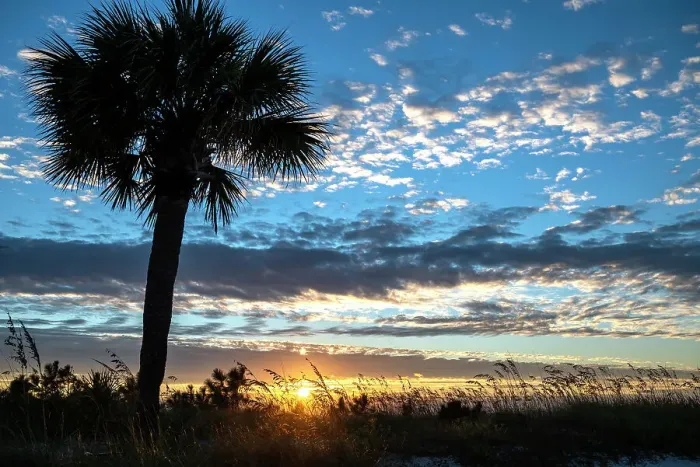 Framed Print : USA, South Carolina. Palm tree Silhouetted on sand dune at sunrise on Hilton Head Island Framed Print : USA, South Carolina. Palm tree Silhouetted on sand dune at sunrise on Hilton Head Island