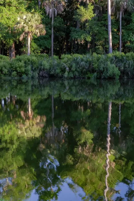 Framed Print : USA, South Carolina. Palms reflected in a small lake, Kiawah Island Framed Print : USA, South Carolina. Palms reflected in a small lake, Kiawah Island