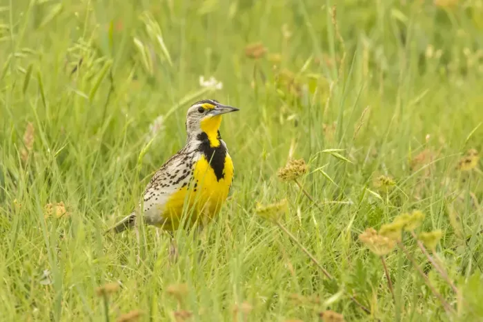 Framed Print : USA, South Dakota, Badlands National Park. Western meadowlark close-up. Credit as