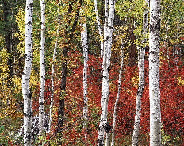 USA, South Dakota, Black Hill Area, Custer State Park, Trees in autumn