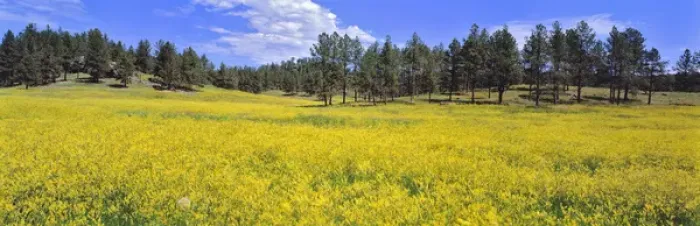 Framed Print : USA, South Dakota, Black Hills. Spring yellows and greens carpet the Black Hills Framed Print : USA, South Dakota, Black Hills. Spring yellows and greens carpet the Black Hills
