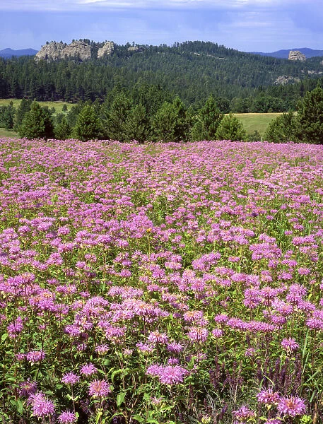 USA, South Dakota, Black Hills. Blooming horsemint flowers cover hillside. Credit as