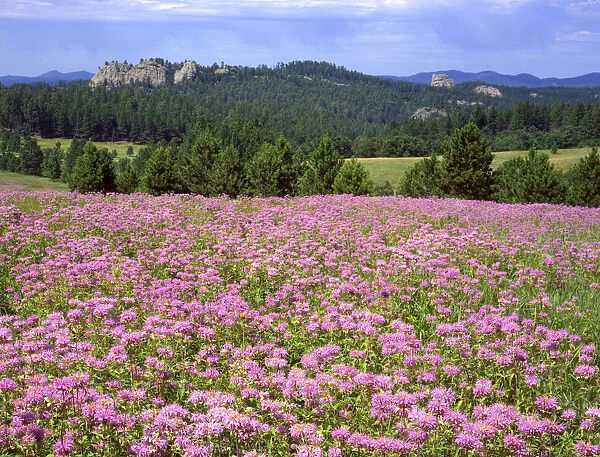 USA, South Dakota, Black Hills. Blooming horsemint flowers cover hillside. Credit as