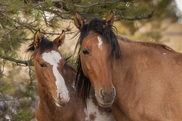 USA, South Dakota, Black Hills Wild Horse Sanctuary. Portrait of wild horse mare and colt
