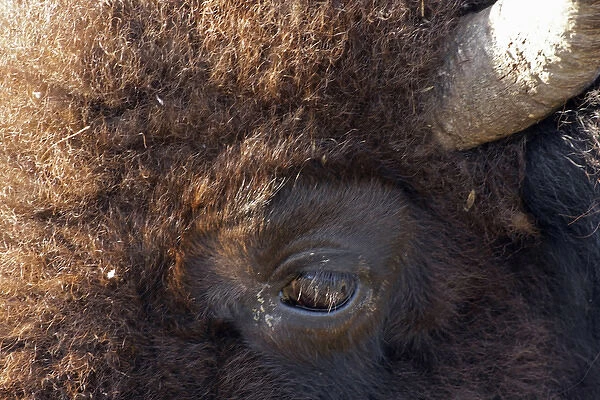 USA, South Dakota, Custer State Park. Close-up of a bisons eye. Credit as: Cathy