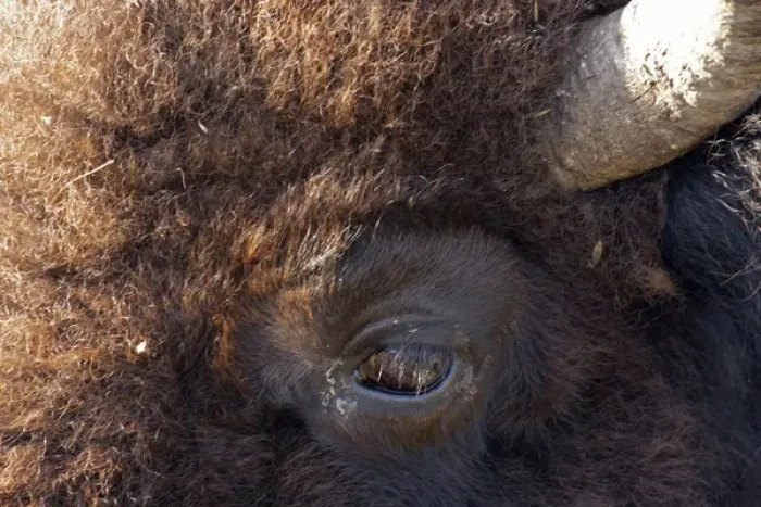 Framed Print : USA, South Dakota, Custer State Park. Close-up of a bisons eye. Credit as: Cathy