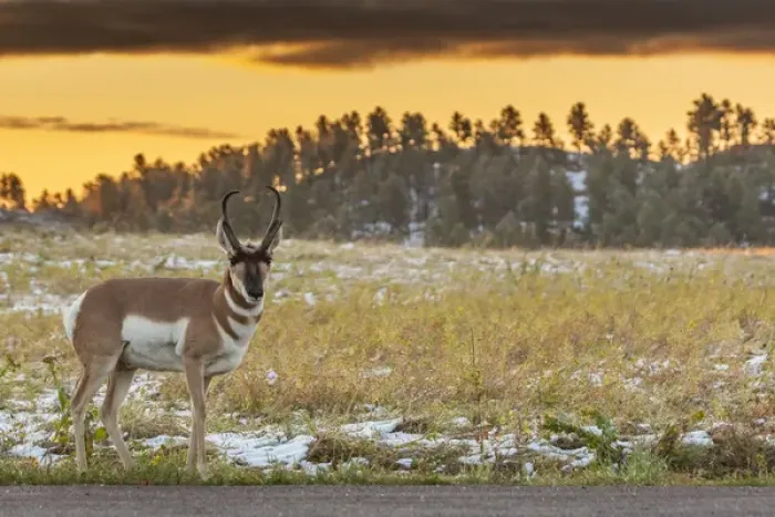 Framed Print : USA, South Dakota, Custer State Park. Pronghorn antelope at sunrise Framed Print : USA, South Dakota, Custer State Park. Pronghorn antelope at sunrise