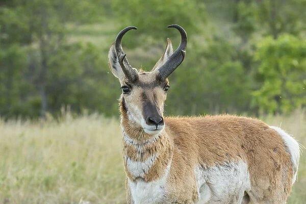 USA, South Dakota, Custer State Park. Pronghorn buck close-up