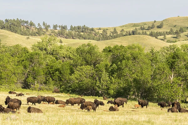 USA, South Dakota, Custer State Park. Bison herd in field