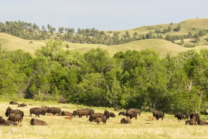 Framed Print : USA, South Dakota, Custer State Park. Bison herd in field Framed Print : USA, South Dakota, Custer State Park. Bison herd in field