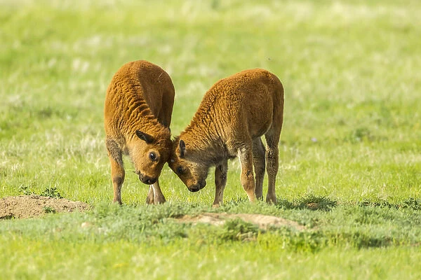 USA, South Dakota, Custer State Park. Bison calves playing