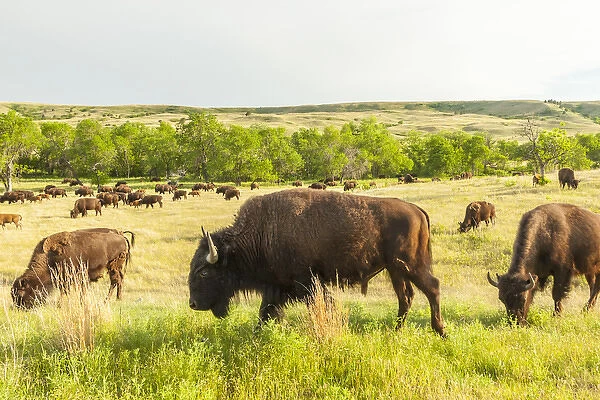 USA, South Dakota, Custer State Park. Bison herd in field