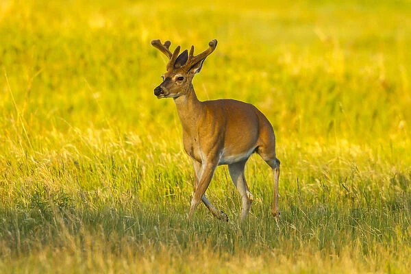 USA, South Dakota, Custer State Park. White-tailed deer buck with velvet antlers