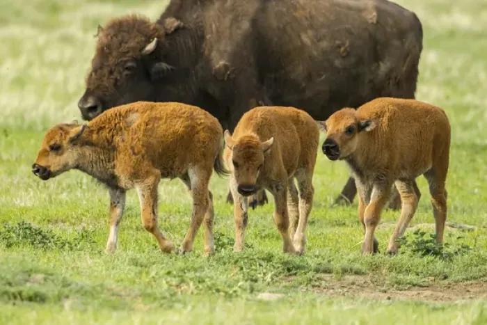 Framed Print : USA, South Dakota, Custer State Park. Bison calves and adult Framed Print : USA, South Dakota, Custer State Park. Bison calves and adult