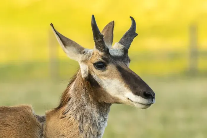 Framed Print : USA, South Dakota, Custer State Park. Pronghorn buck portrait