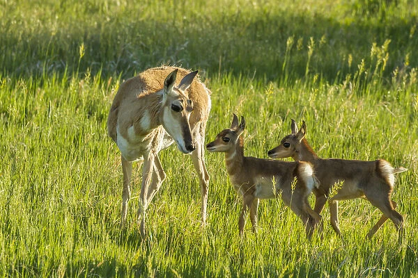 USA, South Dakota, Custer State Park. Pronghorn doe and fawns
