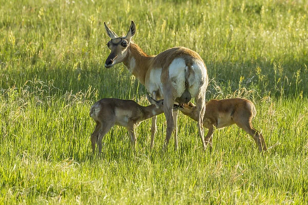 USA, South Dakota, Custer State Park. Pronghorn doe and nursing fawns. Credit as