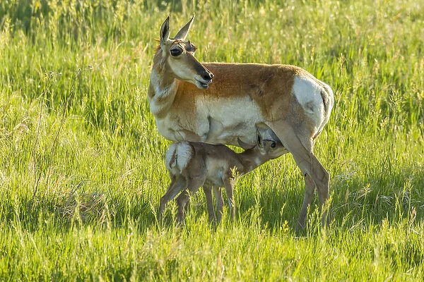 USA, South Dakota, Custer State Park. Pronghorn doe and nursing fawn