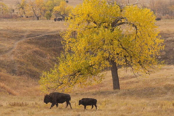 USA, South Dakota, Custer State Park. Bison mother and calf