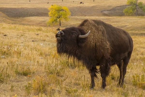 USA, South Dakota, Custer State Park. Close-up of bellowing bison