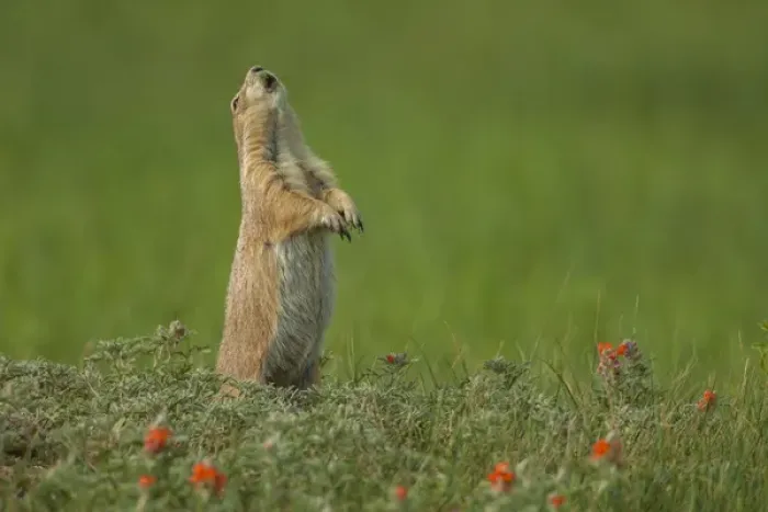 Framed Print : USA, South Dakota, Custer State Park. black-tailed prairie dog calling Credit as