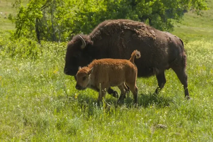 Framed Print : USA, South Dakota, Custer State Park. Bison mother and and calf Framed Print : USA, South Dakota, Custer State Park. Bison mother and and calf