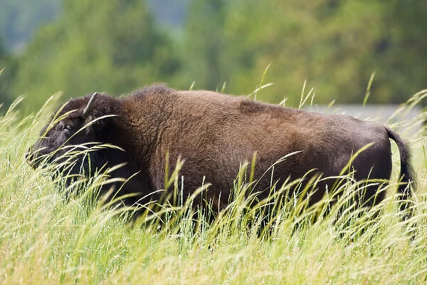 USA, South Dakota, Custer State Park. Adult buffalo in grassy field. Credit as Fred J